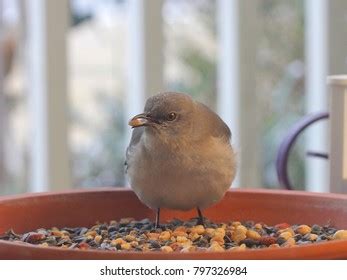 Northern Mockingbird Feeding Photograph Northern Mockingbird Stock ...