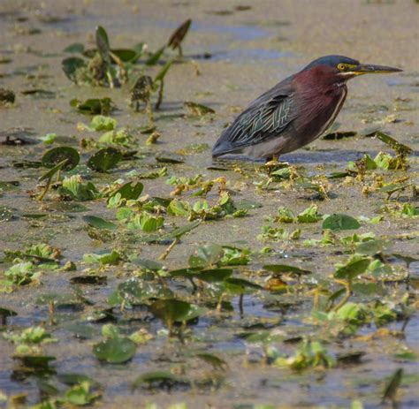 Cannundrums: Green Heron - Florida 2018