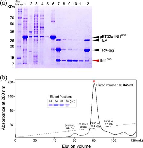 SDS page and elution profile of the size exclusion chromatography. (a)... | Download Scientific ...