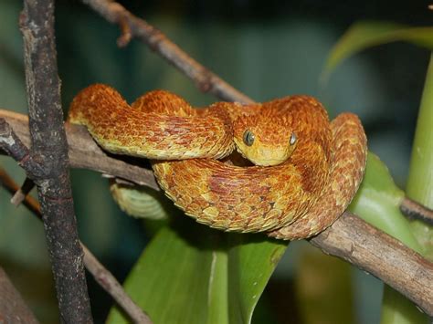 Trabajar en el zoo: Cuidados de la Atheris squamigera