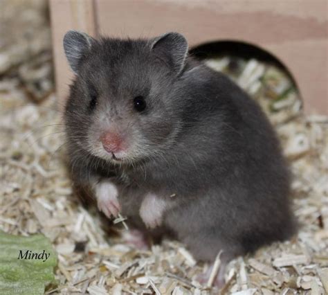 Dark Grey Umbrous lh hamster (dgdgU_ - ll) | Hamster, Hamster life, Cute hamsters