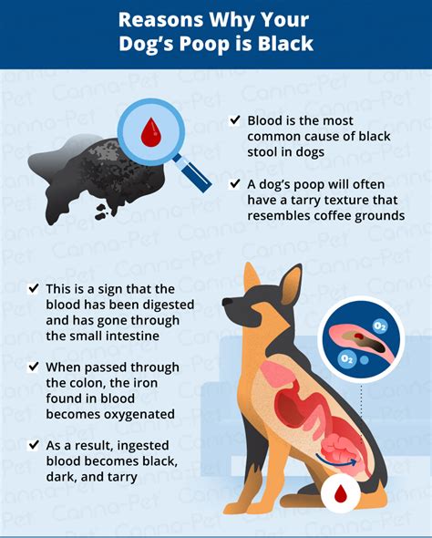 What to Do If Your Dog's Poop Is Black | Canna-Pet®