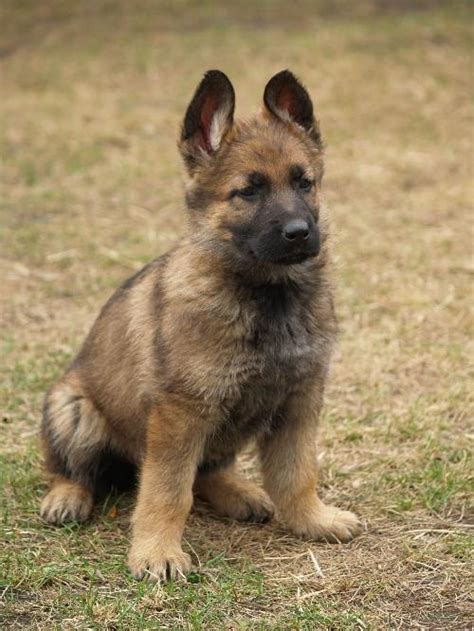 18 adorable K9 puppies in training who are trying their best to act tough