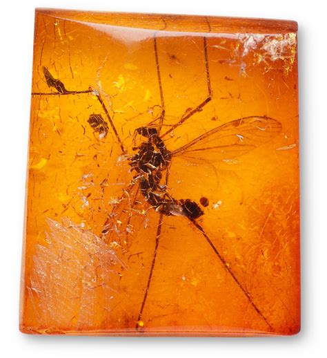 Insects In Amber | Fossils In Amber | DK Find Out