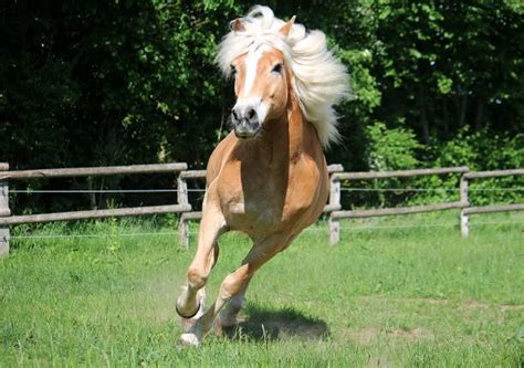 1,500+ Haflinger Horse Stock Photos, Pictures & Royalty-Free Images - iStock