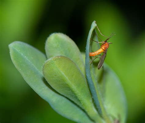 Boxwood Leafminer Images | University of Maryland Extension