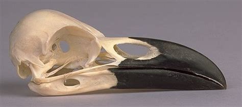 Bird Skulls