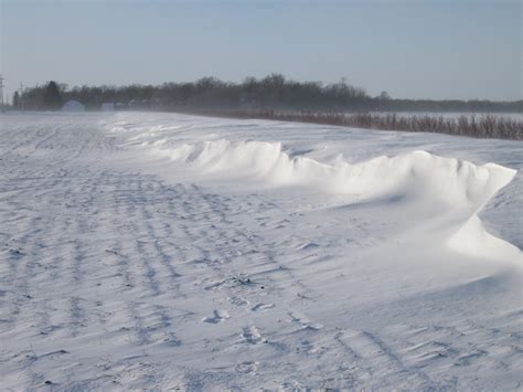 Living Snow Fences - MnDOT