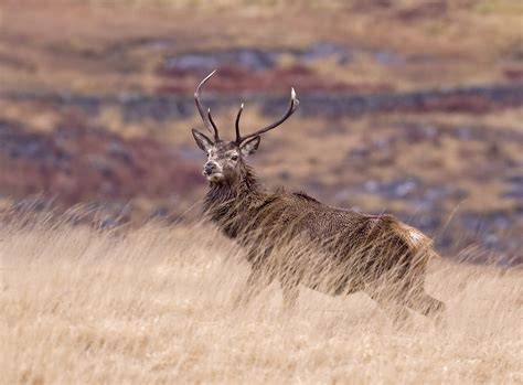 Red Deer | www.wildlife-photography.uk.com