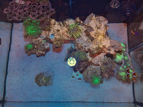 Nano Build - Euphyllia garden in the making | Reef2Reef