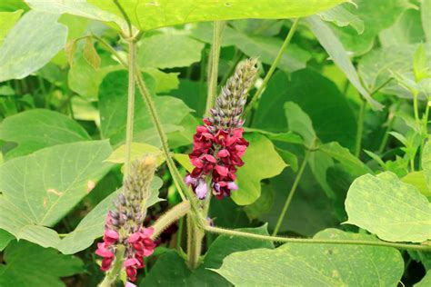 Kudzu Plant: Invasiveness & Identification