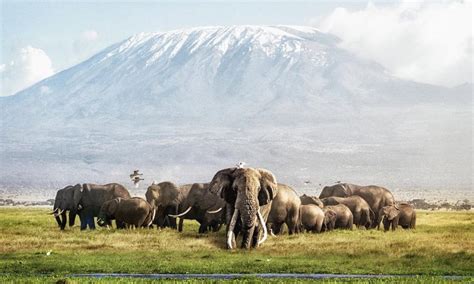 Amboseli Wildlife | Kenya Wildlife Safaris | Explore Wildlife in Kenya