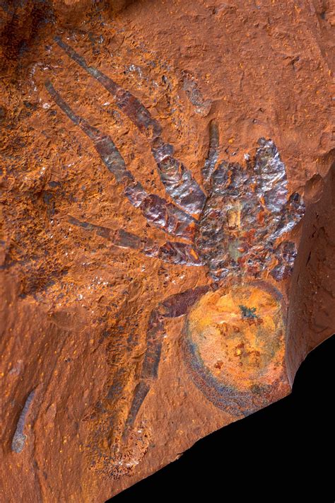 Large fossil spider found in Australia - The Australian Museum