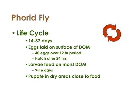 PPT - Household Flies: Biology, Behavior, and Control PowerPoint ...