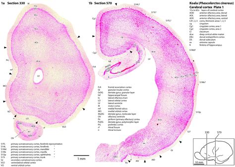 Cerebral cortex of the koala — Comparative Brain Anatomy