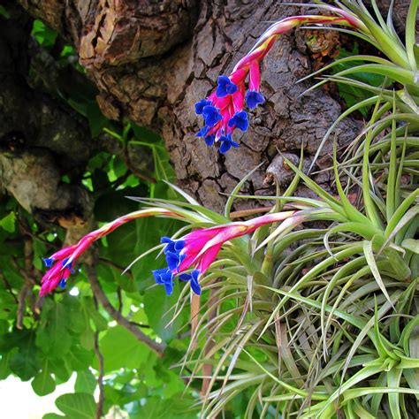 How to Care for Air Plants - Freytags Florist - Freytags Florist