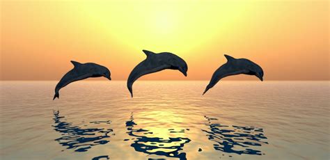 National Aquatic Animal of India | The Ganges River Dolphin