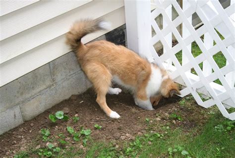 Stop Dog from Digging Under Fence: Expert Tips | ALPINE Fencing