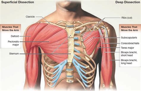 Muscles Of The Chest Abdomen And Thigh (Superficial Dissection ...