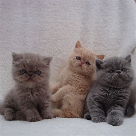 Pix We Love: A Panoply of Persian Kittens! - Catster