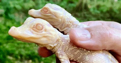 Two Albino Alligator Babies Were Born At A Zoo In Florida And I Have To Go See Them