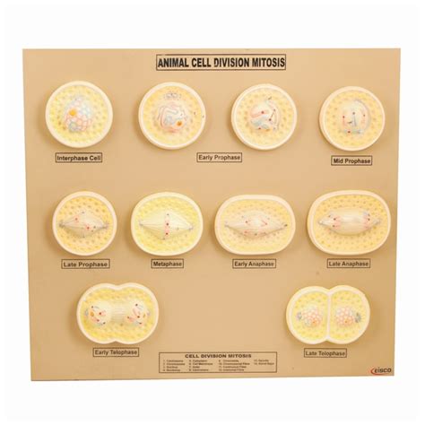 Eisco Animal Cell Division - Mitosis Model Animal Cell Division Mitosis | Fisher Scientific
