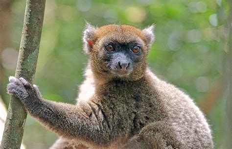 Bamboo shortage gives these lemurs a tougher diet - Futurity