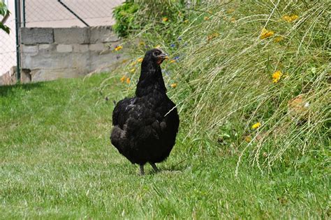 Ultimate List of Black Chicken Breeds