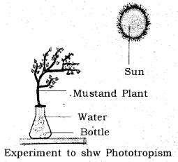 What is ‘Phototropism’? How does it occur in plants? Describe an ...