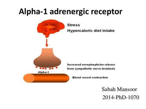 Alpha 1 adrenergic receptor