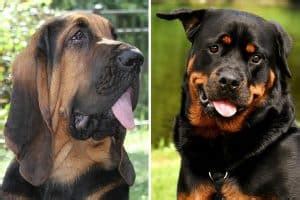 Rottweiler Bloodhound Mix: A Total Guide | Anything Rottweiler