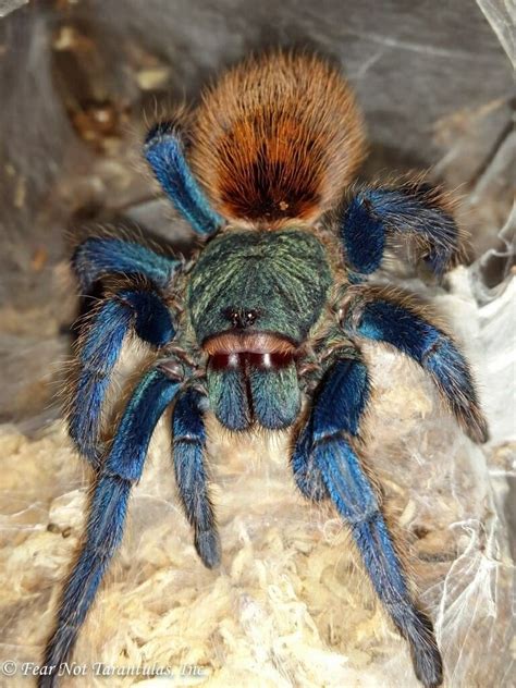 Unveiling and Exploring the Mysteries of Tarantula Eyes