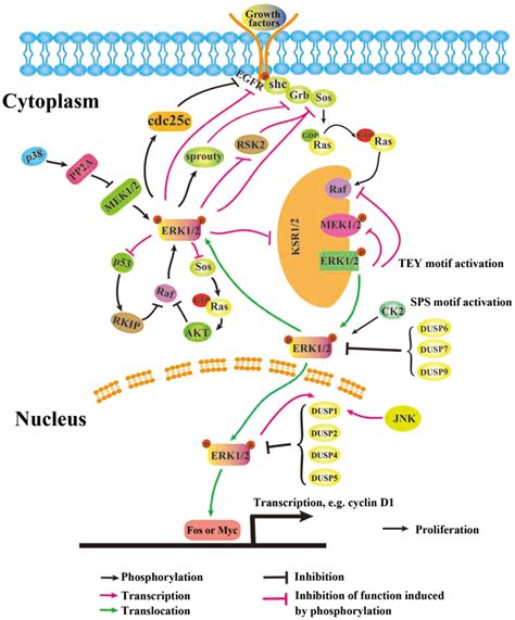 Erk1 2 Signaling Pathway | My XXX Hot Girl