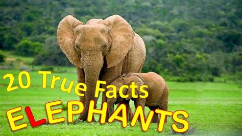 20 True Facts about Elephants for Kids with audio | Elephants for kids, Elephant, Elephant facts