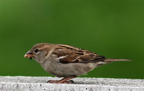 birdphotobrianza: Passero