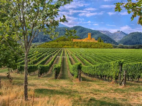 Vineyard in Tuscany, Italy stock photo. Image of estate - 106782220