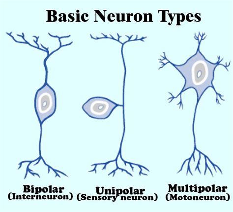 State the different types of neurons. Explain their functions.