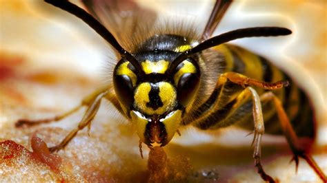 Hornet vs Wasp | HowStuffWorks