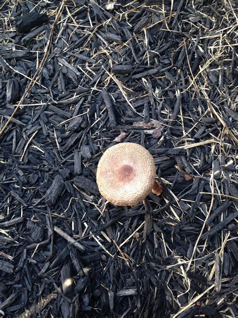 identification - What are these mushrooms growing in the mulch around ...