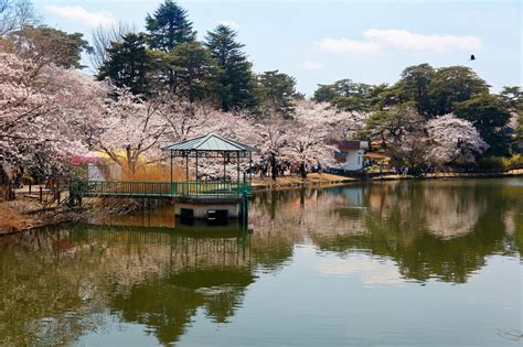 13 Best Places to See Cherry Blossoms in Saitama | Tokyo Weekender