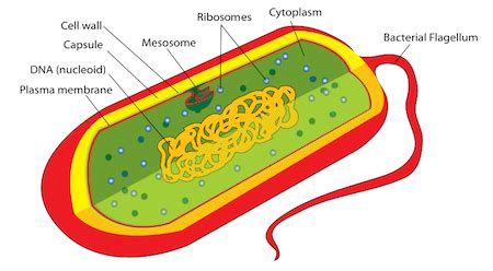 Prokaryotic Cell Division | Overview & Types | Study.com