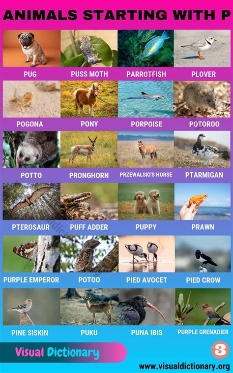 Animals that Start with P in English - Visual Dictionary