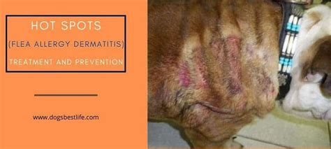 Flea allergy dermatitis: Caused if your dog is allergic to flea saliva