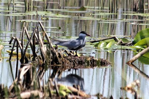 SKADAR LAKE: VRANJINA MONASTERY AND PELICAN SPOTTING - Living in ...