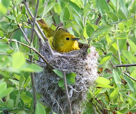 Bird Nest in Trees: Important Facts to Know