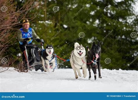 Husky sled dog racing editorial stock image. Image of race - 193401084