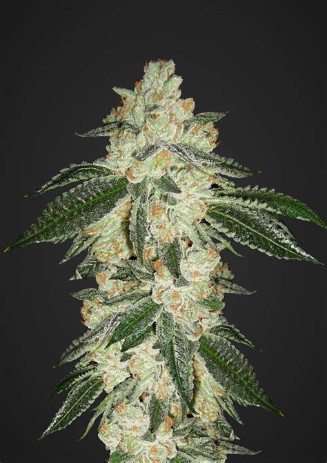 Green Crack Auto cannabis seeds from FastBuds seedfarm.co.uk