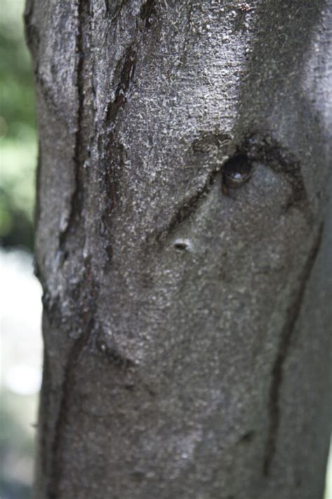 Island Mountain Mahogany Bark | ClipPix ETC: Educational Photos for ...