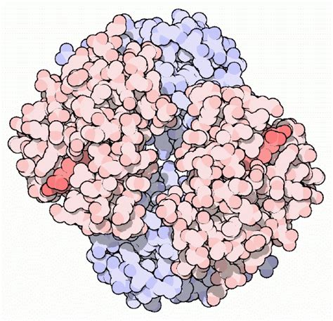 PDB-101: Molecule of the Month: Hemoglobin