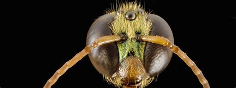 Nocturnal-insects News: Latest nocturnal-insects News Live | Nocturnal-insects Live News Online ...